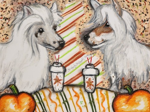 Chinese crested pumpkin spice - crested,